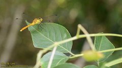 Sympetrum eroticum