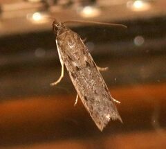 Phycitodes binaevella