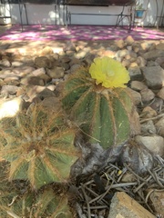 Parodia magnifica