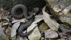 Gloydius ussuriensis