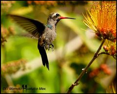 Cynanthus doubledayi