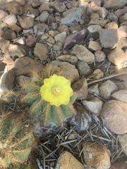 Parodia magnifica