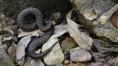 Gloydius ussuriensis