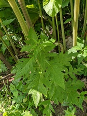 Cirsium kamtschaticum