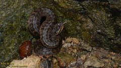 Gloydius ussuriensis