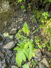 Cirsium kamtschaticum