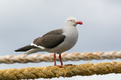 Leucophaeus scoresbii