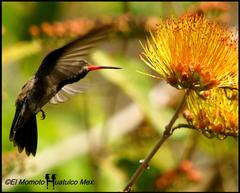 Cynanthus doubledayi