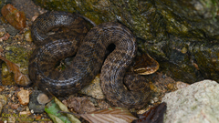 Gloydius ussuriensis