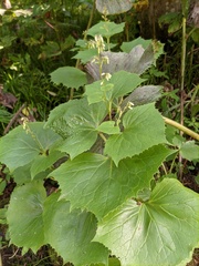Parasenecio auriculatus
