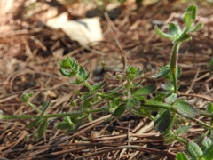 Galium uncinulatum