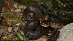 Gloydius ussuriensis