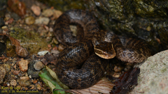 Gloydius ussuriensis