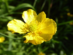Ranunculus lingua