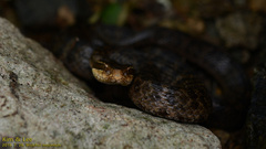 Gloydius ussuriensis