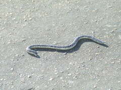 Afrotyphlops schlegelii