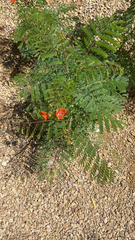 Caesalpinia pulcherrima