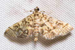 Apogeshna stenialis