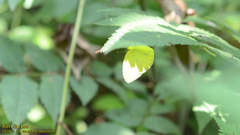 Eurema mandarina