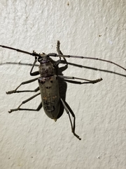 Susuacanga stigmatica