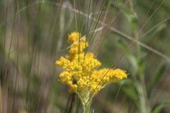Solidago chilensis