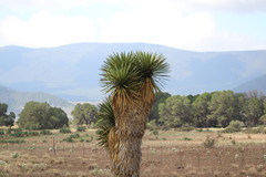 Yucca carnerosana