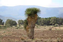 Yucca carnerosana