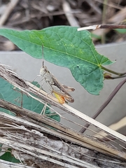 Chorthippus brunneus