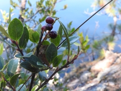 Rhamnus serrata