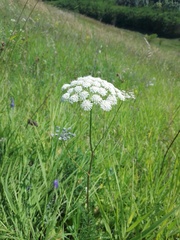 Seseli annuum