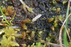 Chioneinae
