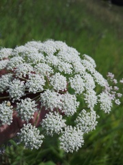 Seseli annuum