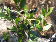 Rhamnus serrata
