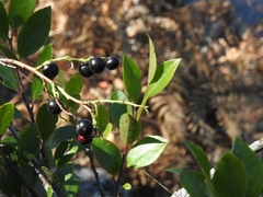 Rhamnus serrata