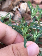Pectis prostrata