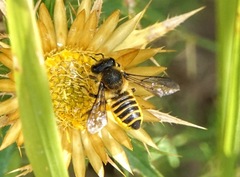 Megachile melanopyga