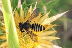 Megachile melanopyga