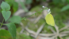 Eurema mandarina