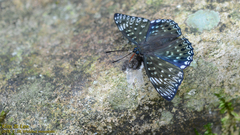 Dichorragia nesimachus