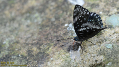 Dichorragia nesimachus