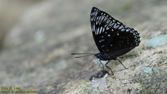 Dichorragia nesimachus