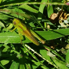 Melanoplus bivittatus