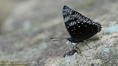 Dichorragia nesimachus