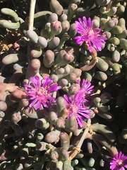 Lampranthus otzenianus