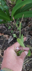Epilobium denticulatum