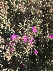 Lampranthus otzenianus