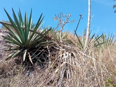 Agave rhodacantha