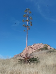 Agave rhodacantha