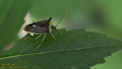 Okeanos quelpartensis