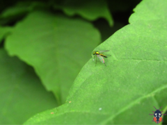 Condylostylus flavipes